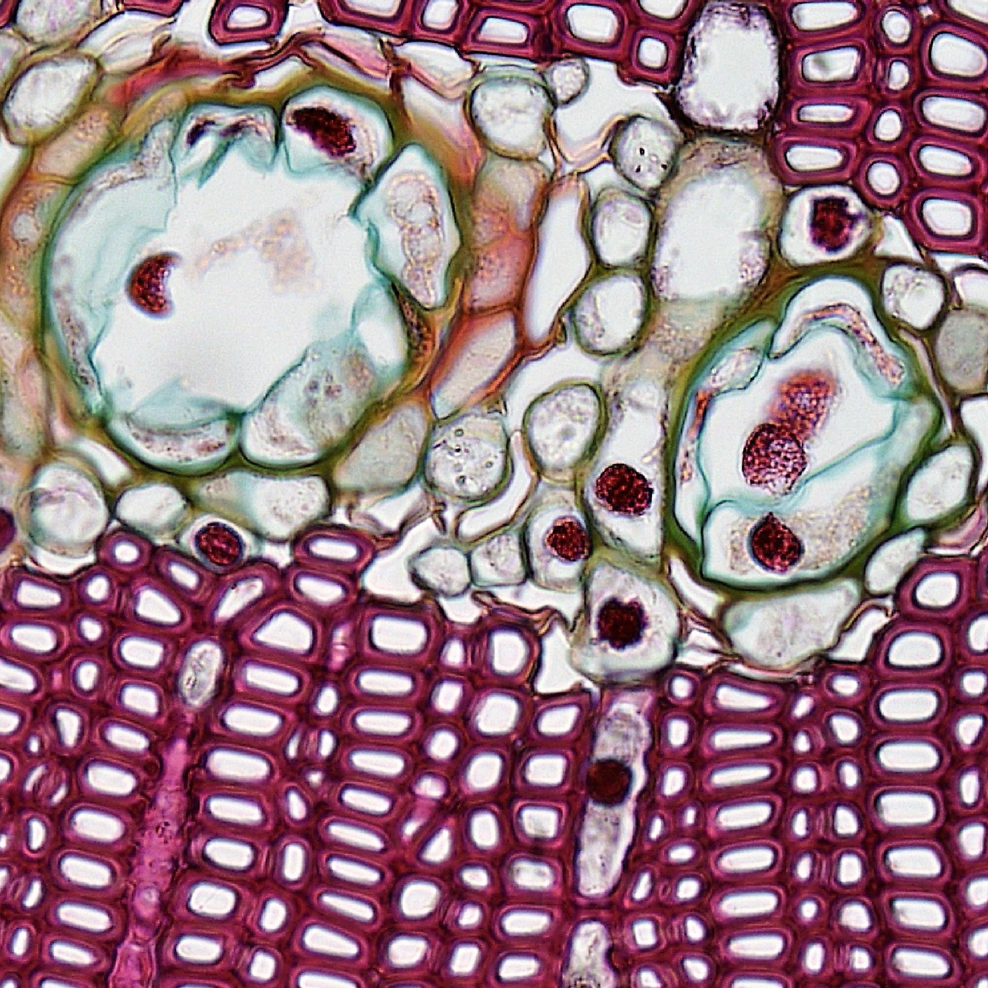 Microscope image of stained cells