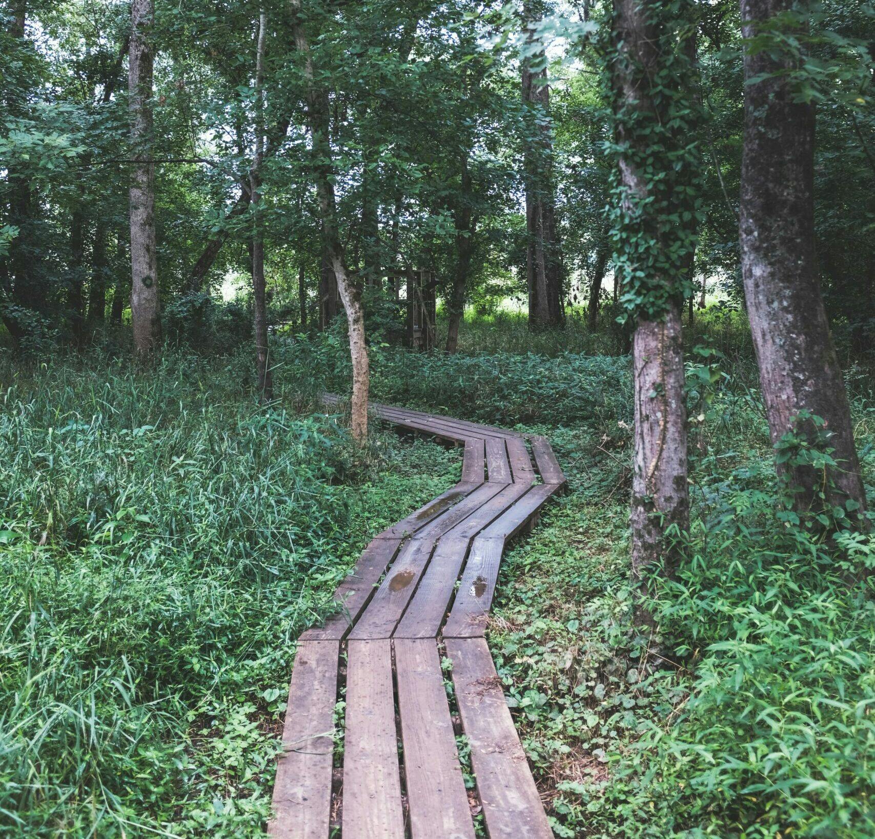 Wooden plank pathway through forest